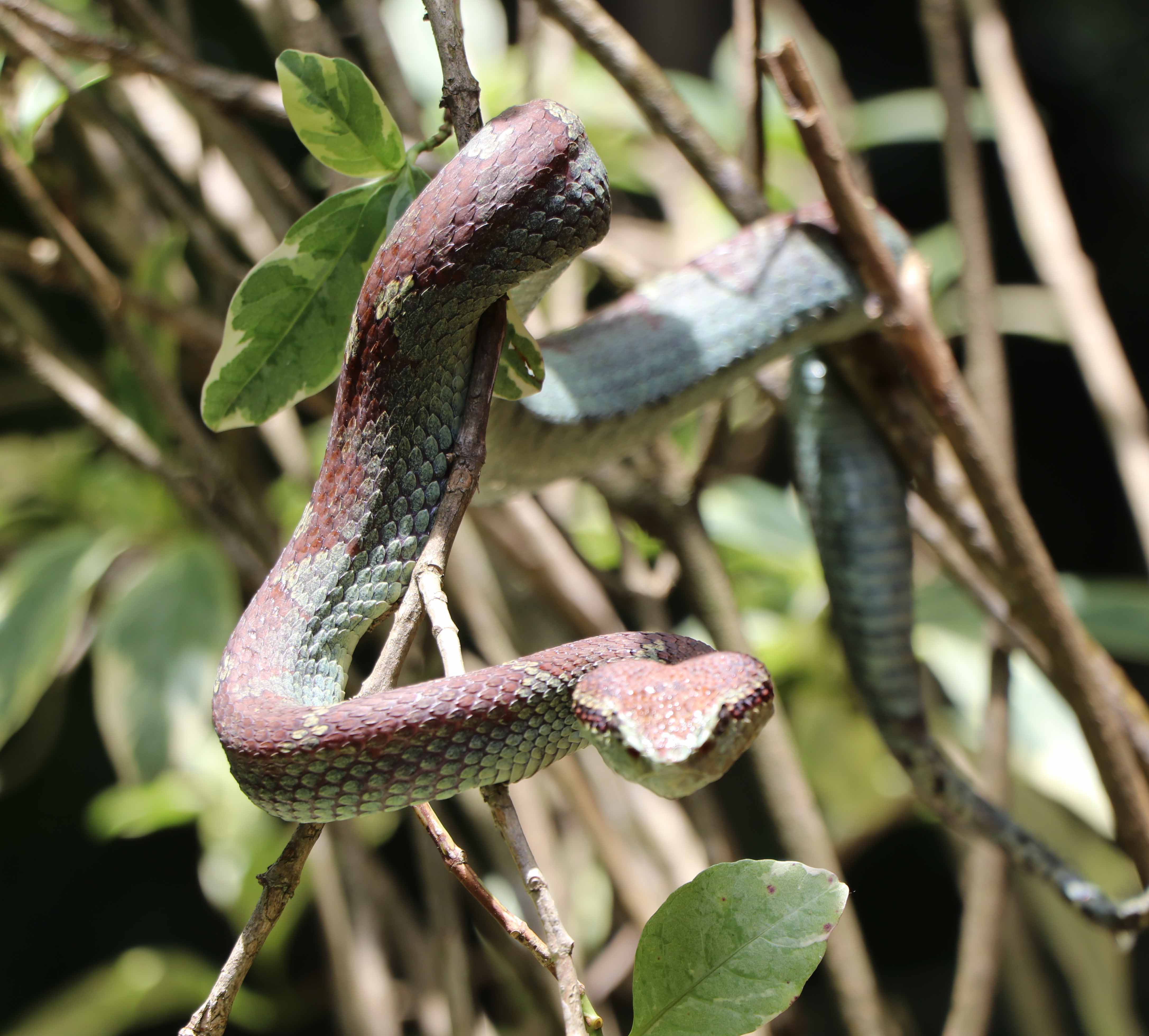 Malabar Pitviper